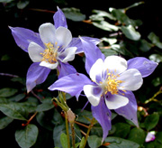 Columbine