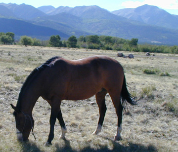Appaloosa gelding - "Arizona Rain"....... 12,193' - Spread Eagle Peak in the right background.....