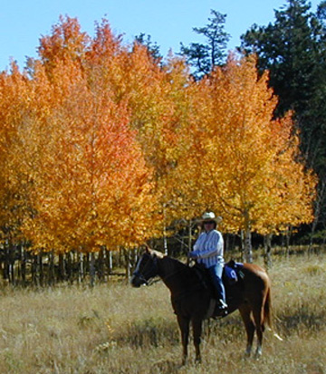 Aspen Trees in their full Glory......... 
