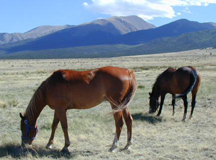 "Mr. Red Bug" and "Arizona Rain"........266,000 acre - Sangre de Cristo Wilderness in the background.......