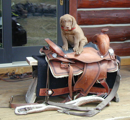 Chesapeke Bay Retriever - Shogun III  "Back In The Saddle"........