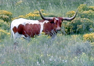 Texas Longhorn Cattle graze on the 270 acre property......