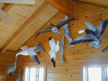 Birds fly through the Loft..............