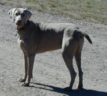 The Oh-Hi-Oh Ranch is a Good place for Dogs........