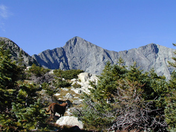 Shogun - Hard Dog from Westcliffe, Colorado