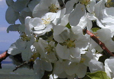 Apple Blossums on the Reiser's Prairie....... Planted by German colonists in the 1800s...... This tree is 200 years old and still bears fruit