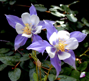 Columbine