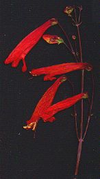 Firecracker Penstemon