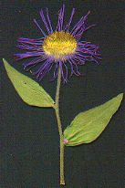 Fleabane Aster