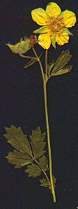 Potentilla/Cinqefoil