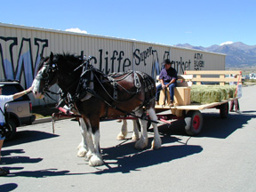 Clydesdale Draft Horses