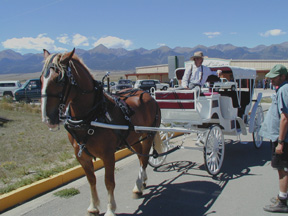 Belgian Draft Horse and Buggy